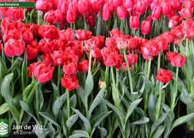 Tulipa Pamplona ® (1)